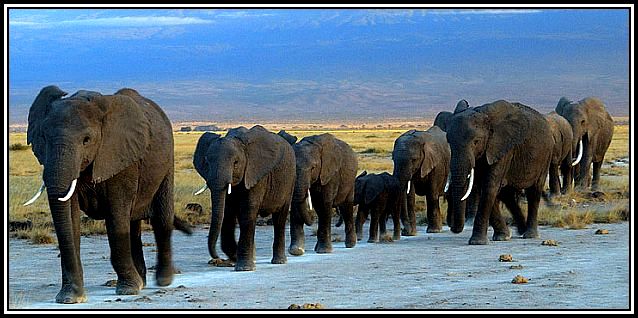 herd-of-elephants